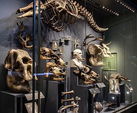 Hunterian Museum, Royal College of Surgeons